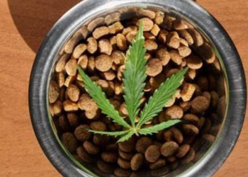 6 Benefits Of CBD Treats For Your Dog