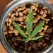 6 Benefits Of CBD Treats For Your Dog
