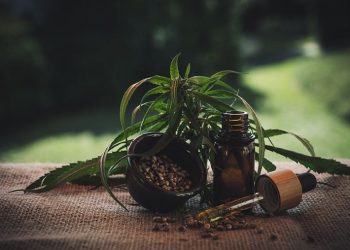 What To Expect From Cbd Oil For Dogs?