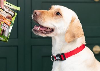 All About Dog Treats