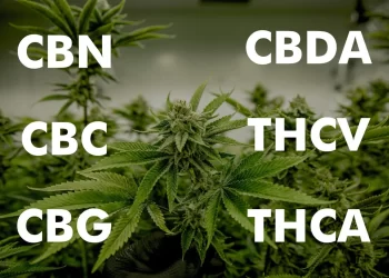 Cannabinoids Explained: CBD, CBG, CBN and CBC