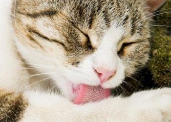 Why are cats’ tongues rough?