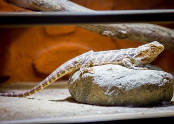 How big of a tank do I need for a reptile?