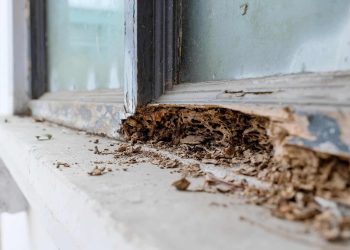 What Does Termite Damage Look Like in Olathe?