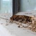 What Does Termite Damage Look Like in Olathe?